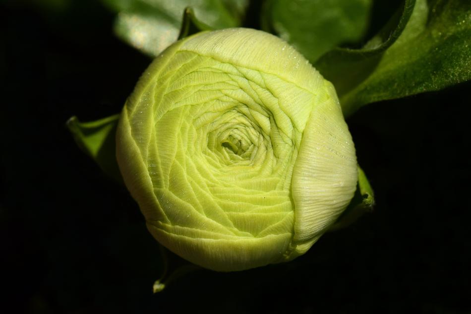 Ranunculus Bud Blossom