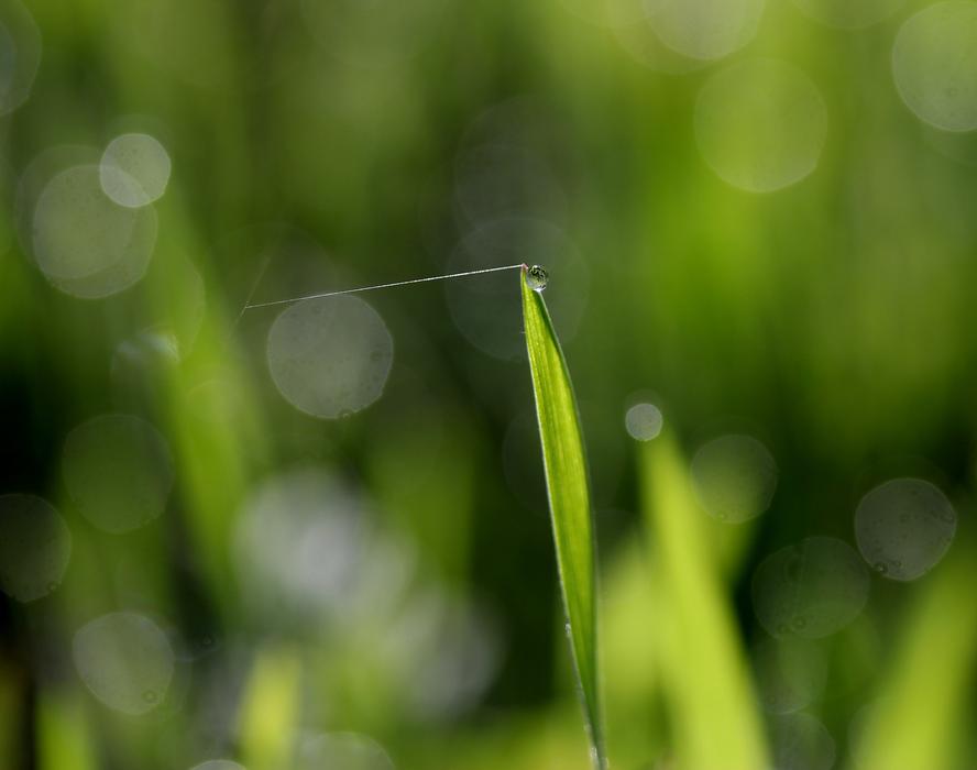 Grass Dew Green Spider