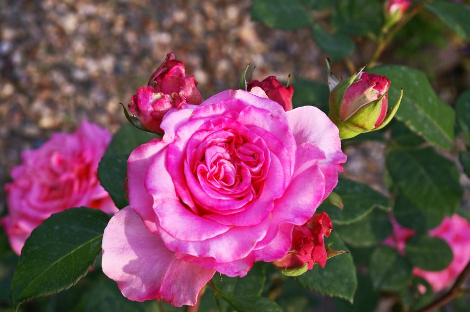 Garden Rose Blossom