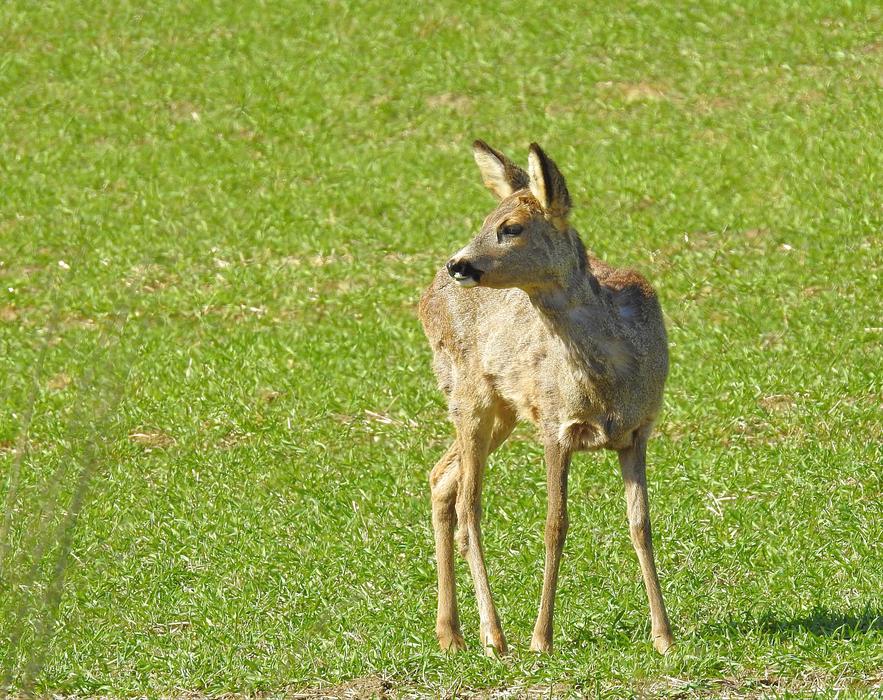 Animals Nature Field