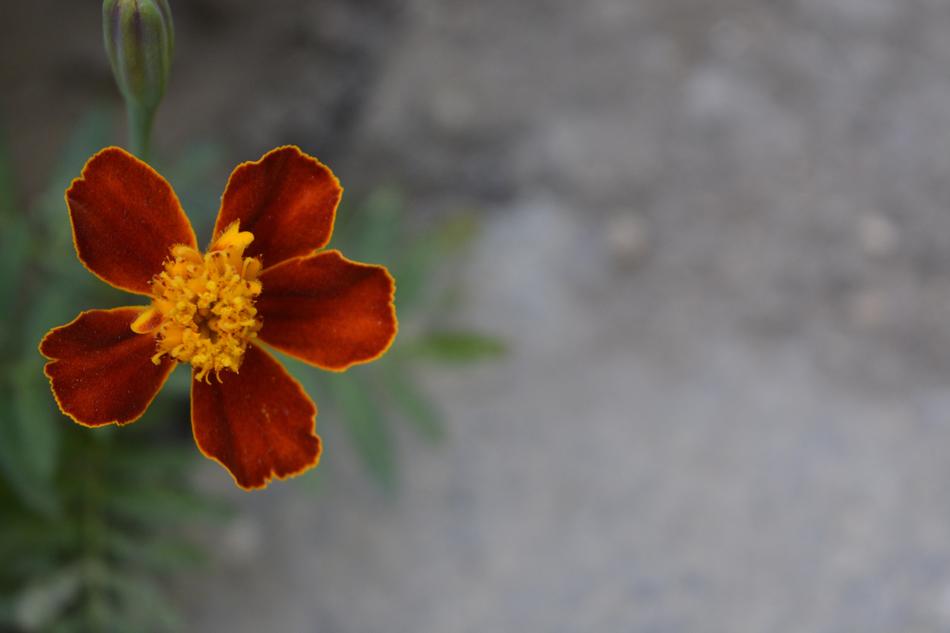 Flower Nature Flora