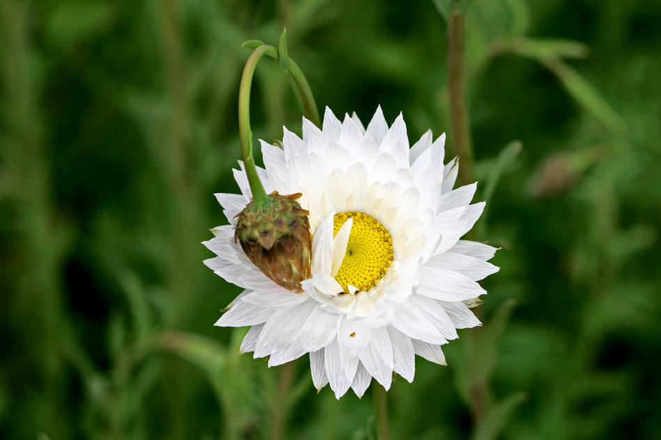 Paper Daisy Bloom Australian