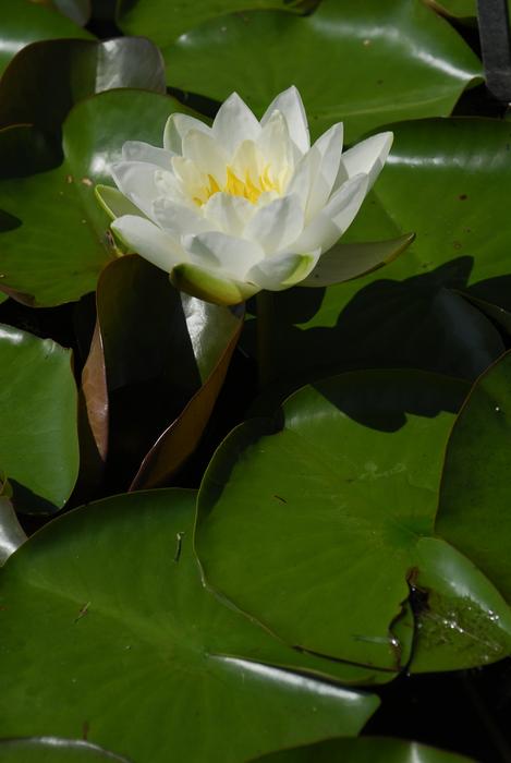 Plant Leaf Flower