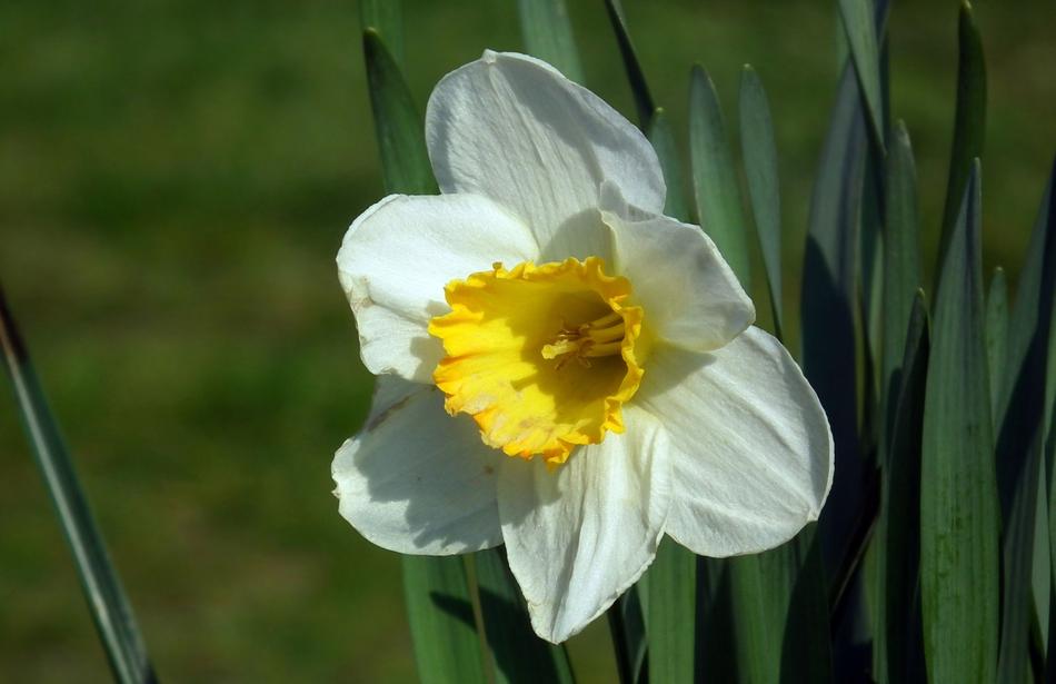 Flower Daffodil Nature