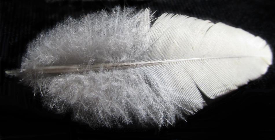 Nature Softness Desktop