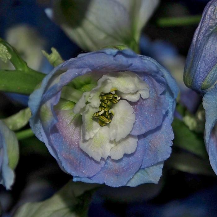 Flower Plant Larkspur