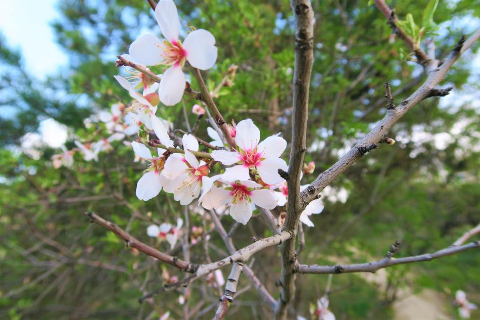Tree Flower Nature