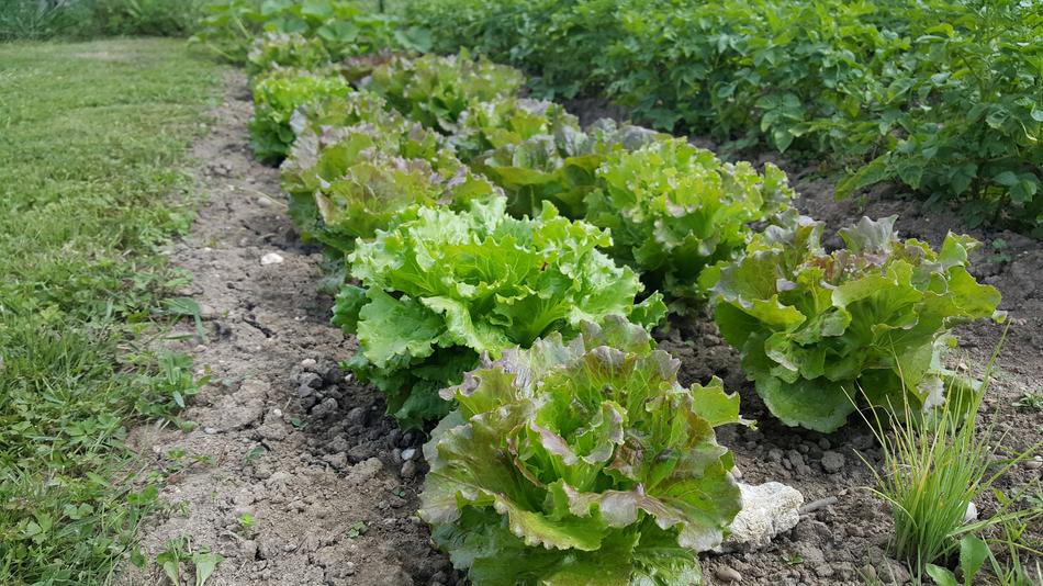 Plant Farm Agriculture Nature
