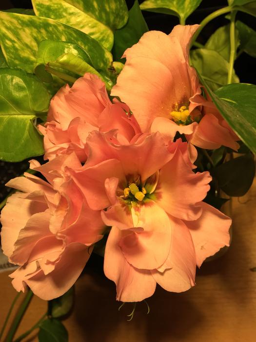 Orange Flower Pistils Petals