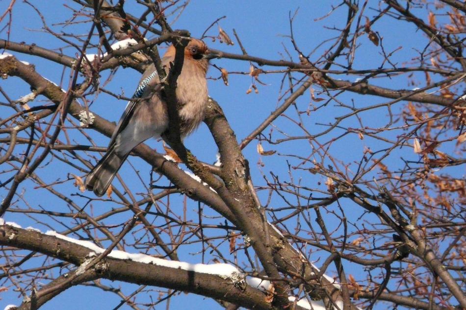 Nature Birds