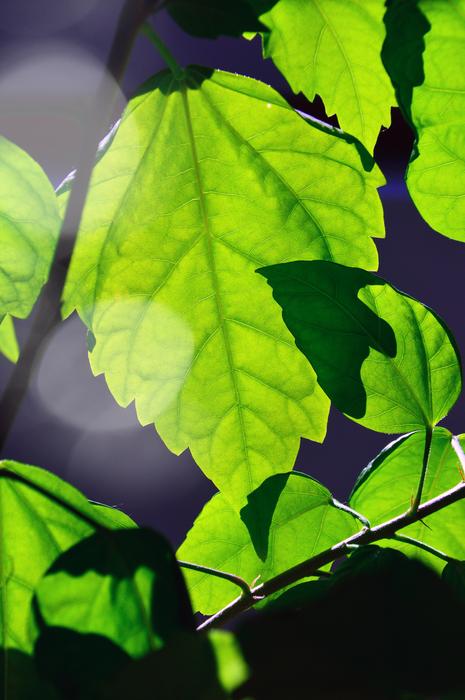 Leaf Plants Nature Plant