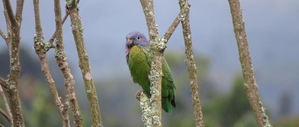 Nature Birds Wild Life