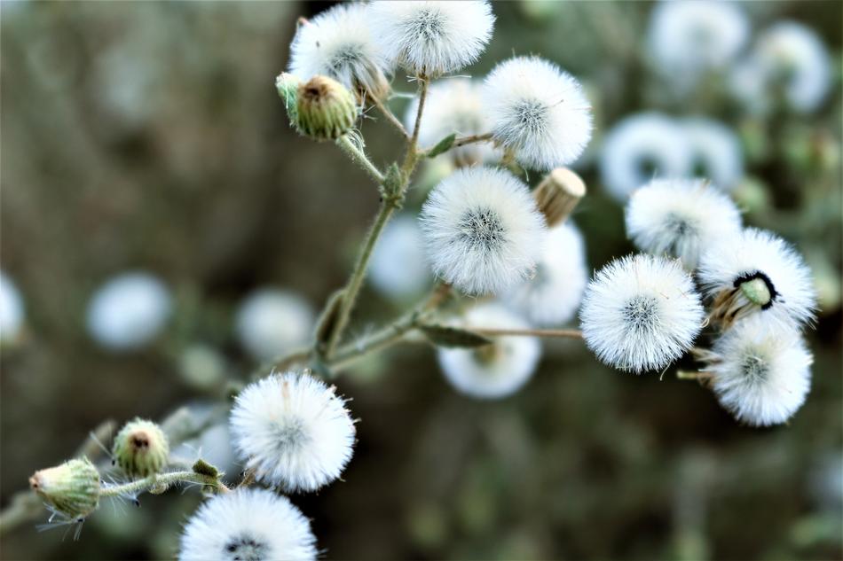 fluffy white plants on a branch