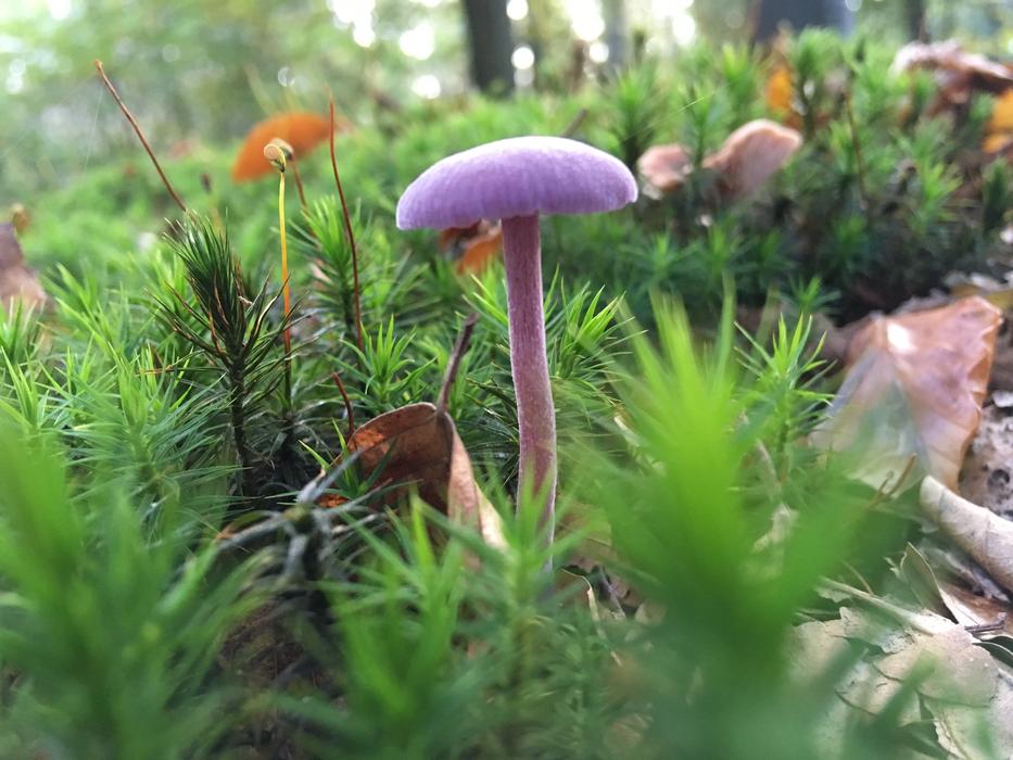 Mushroom Fungi Nature