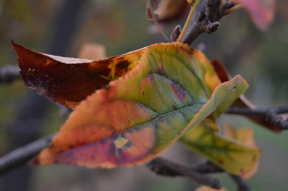 Leaf Color Plants