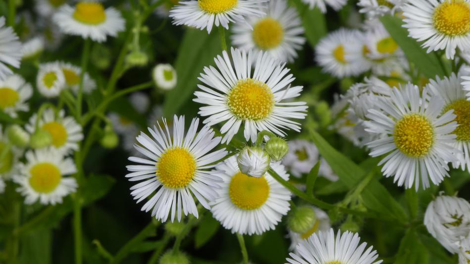 White Blossom Rays Wild Flower