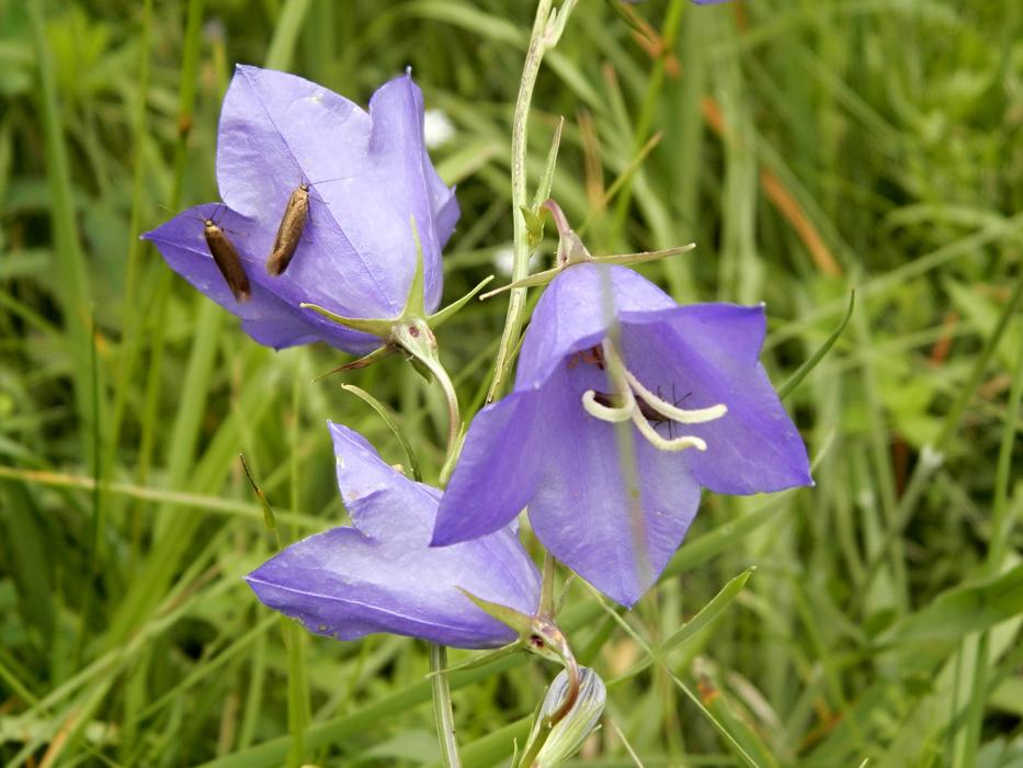 The Bell Flower Nature