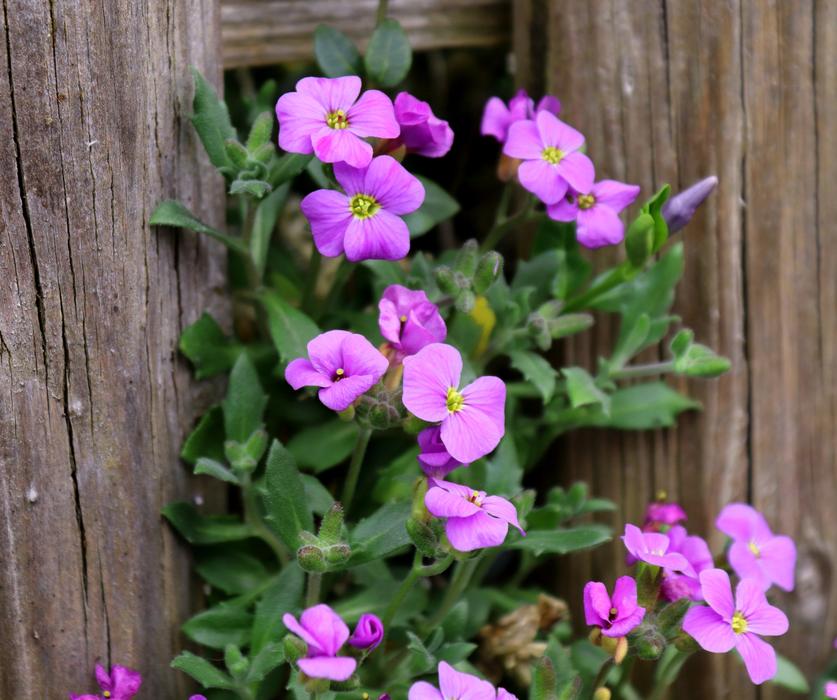 Flower Plant Nature