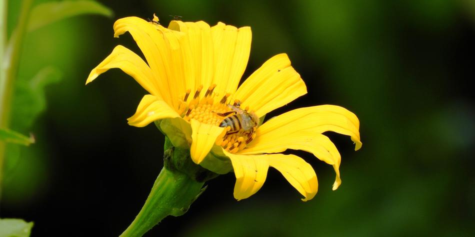 Macro Nature Flower