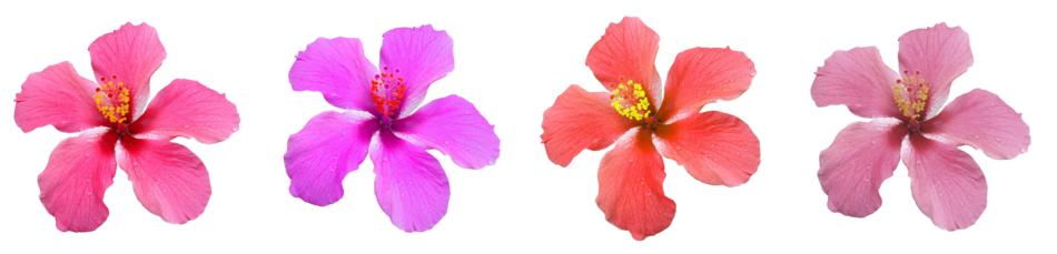 Blossom Bloom Flower