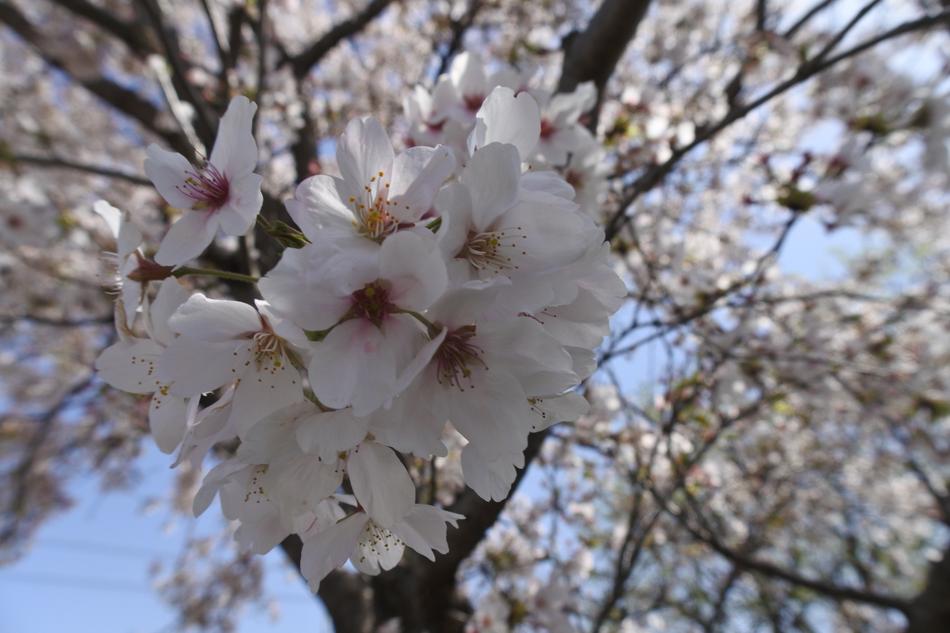 Cherry Blossoms Spring Flowers