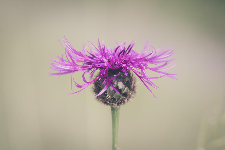 Flower Blossom Bloom