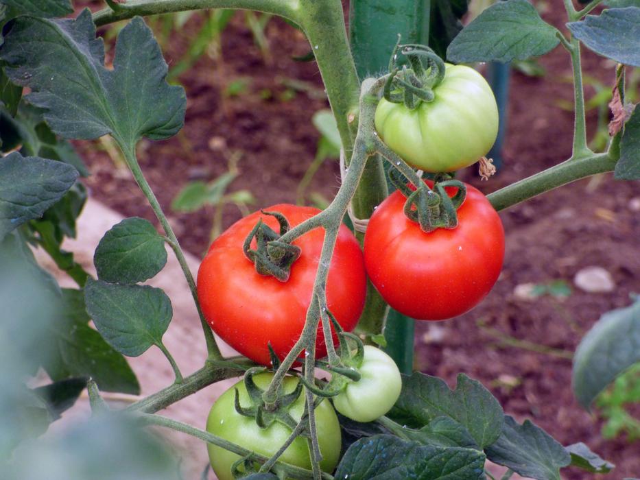 ripe fresh tomatoes on a branch