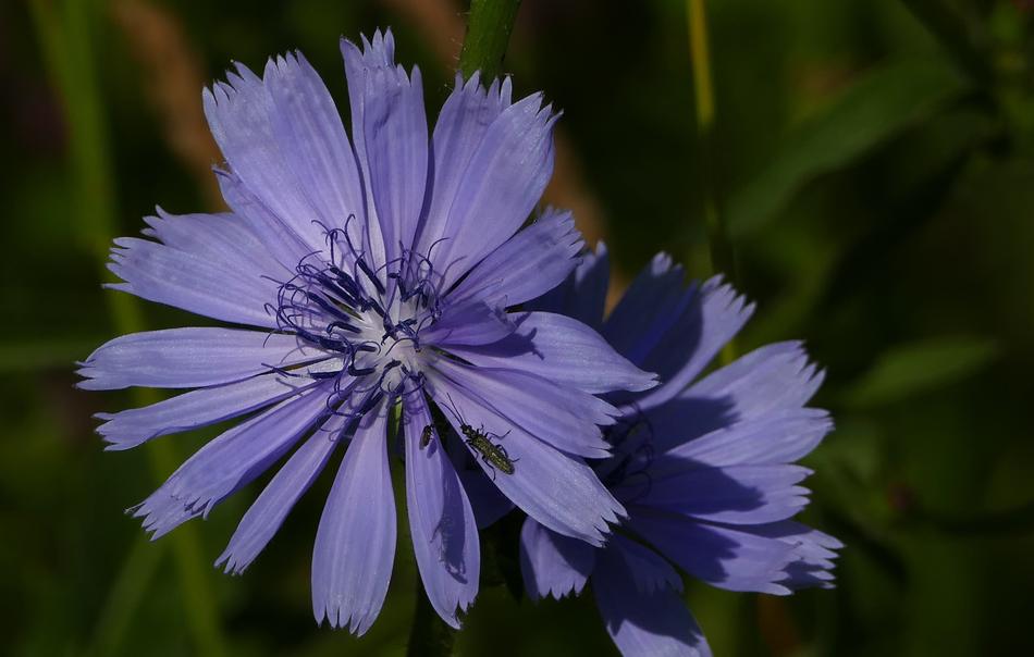Nature Meadow Flower