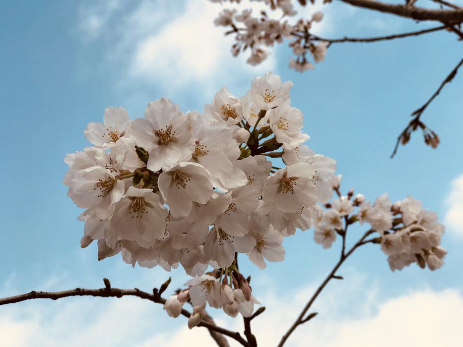 Branch Flower Cherry Wood