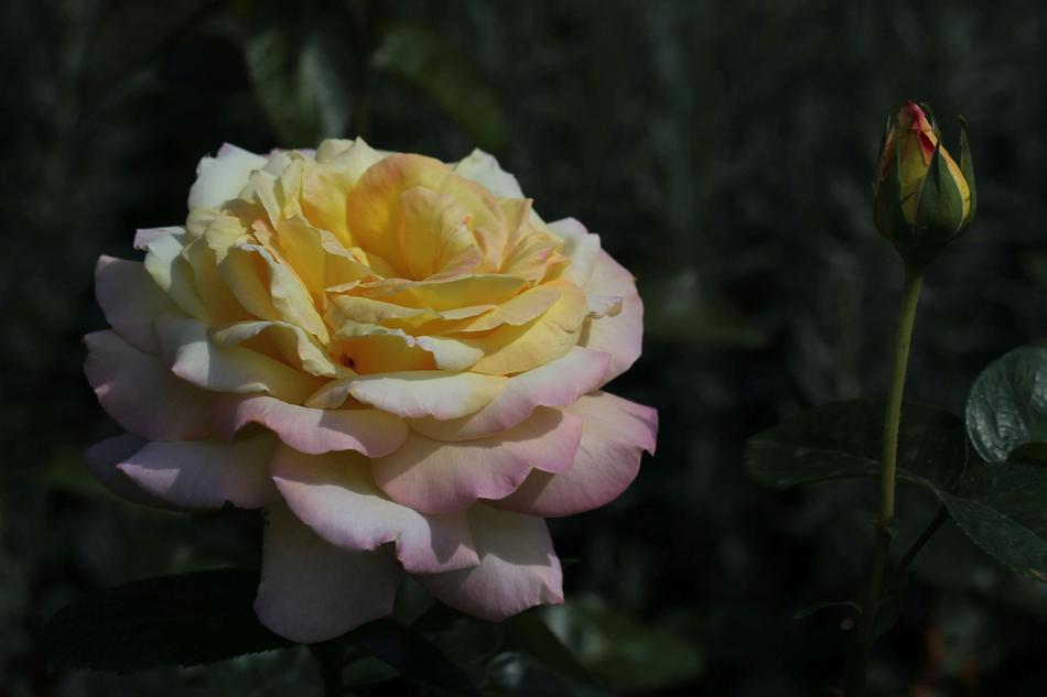 Rose Flower Plant