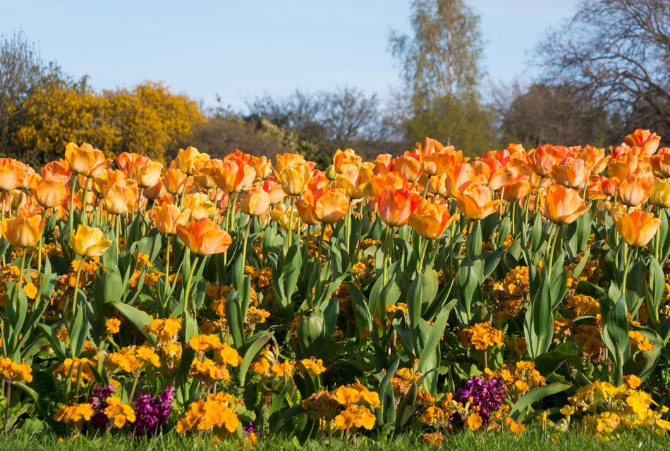 Tulip Spring Flower