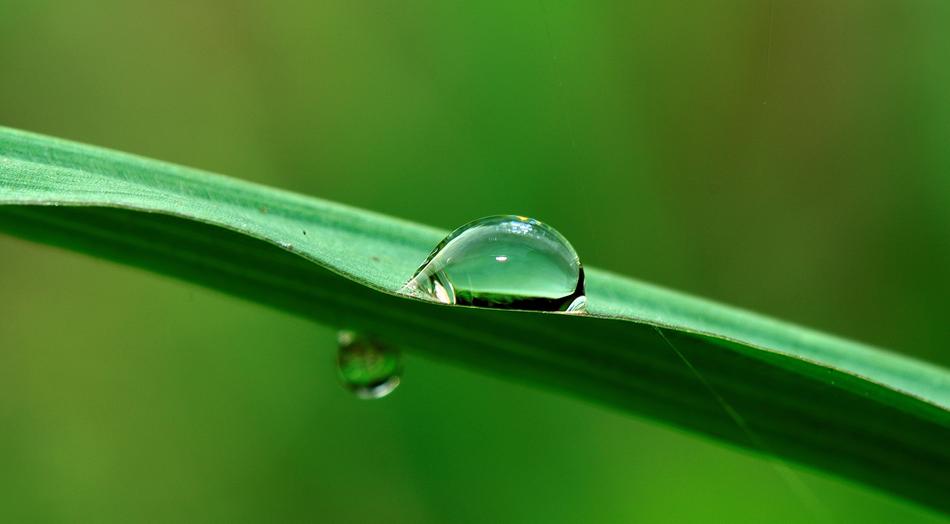 Water Drop Grass