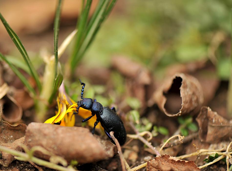 Small Nature Insect Animal