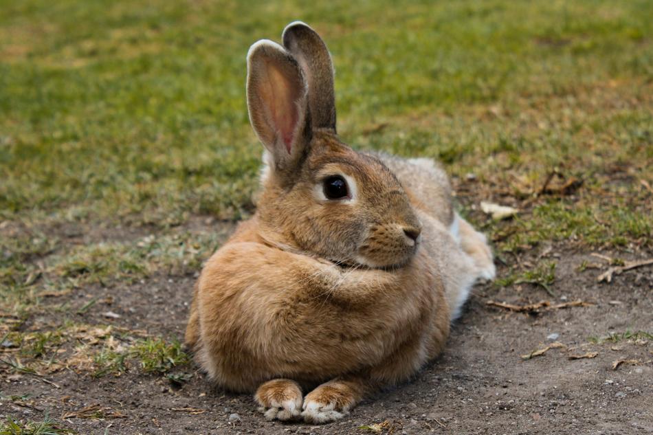 Mammalia Rabbit Nice