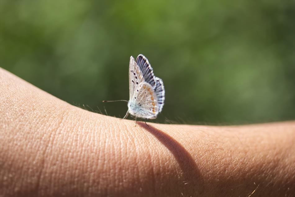 Nature Insect Butterfly