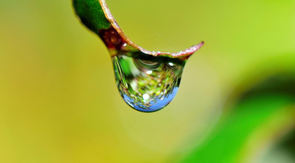 Drop Water Grass