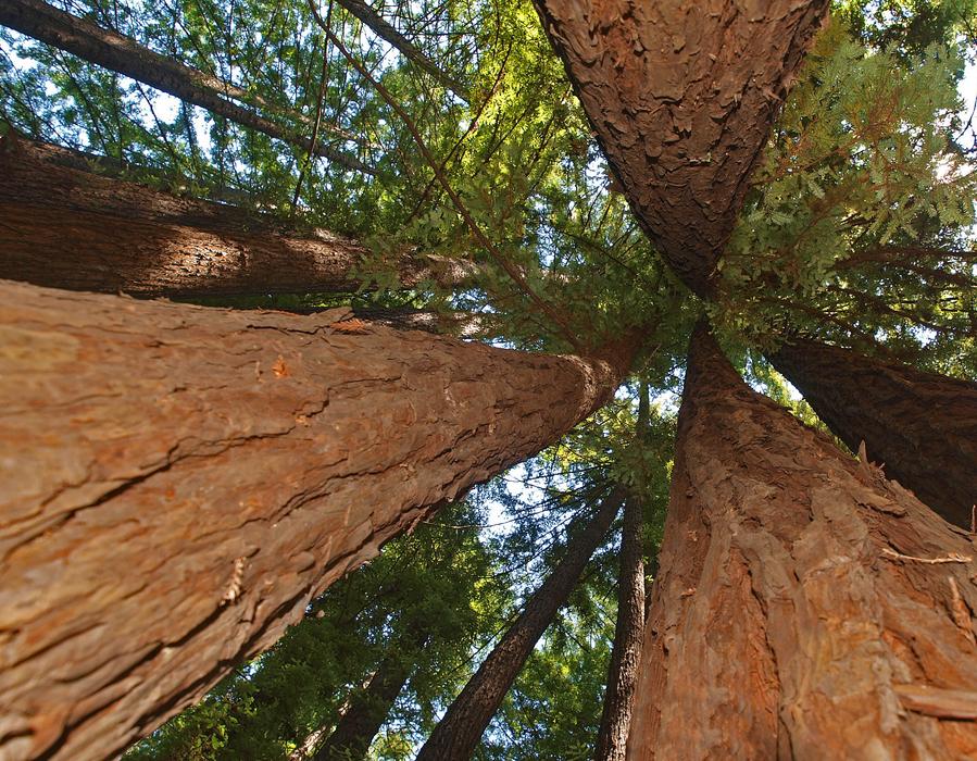 Tree Nature Outdoors