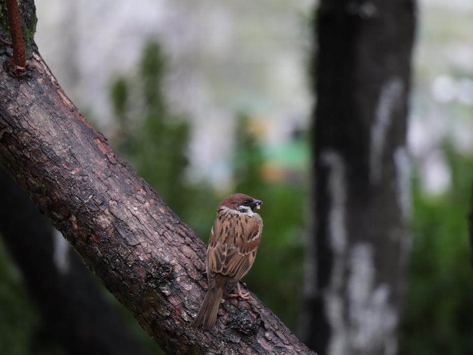 New Wildlife Nature