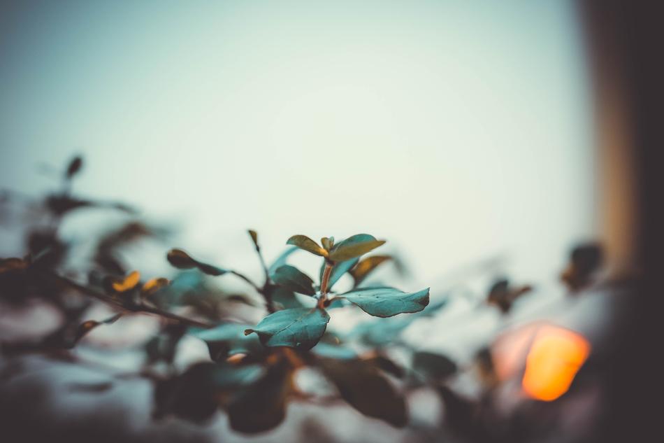Nature Desktop Blur
