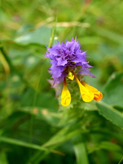 Flowers Forests