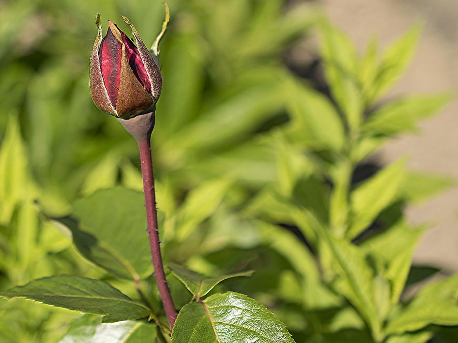 Rose Flower Blossom