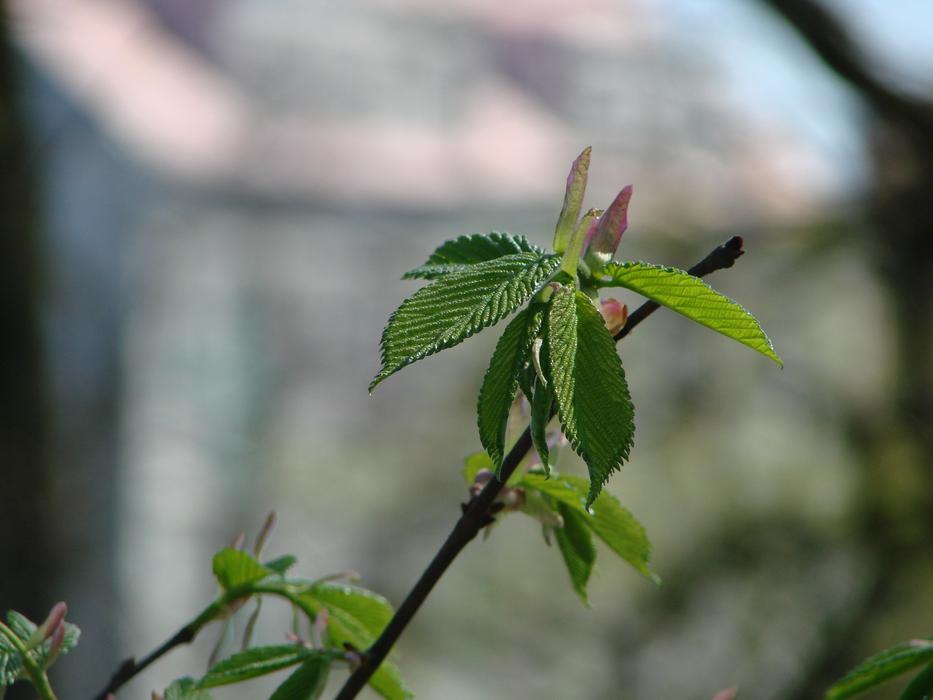 Plant Nature