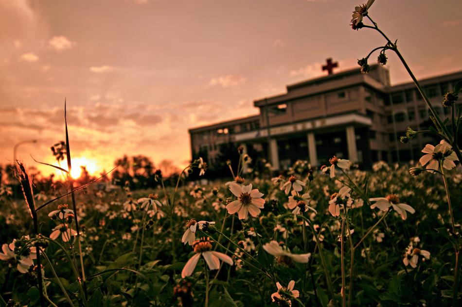 Outdoor Sky Flower