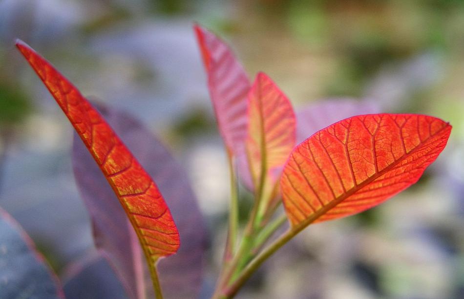 Leaf Nature Flora