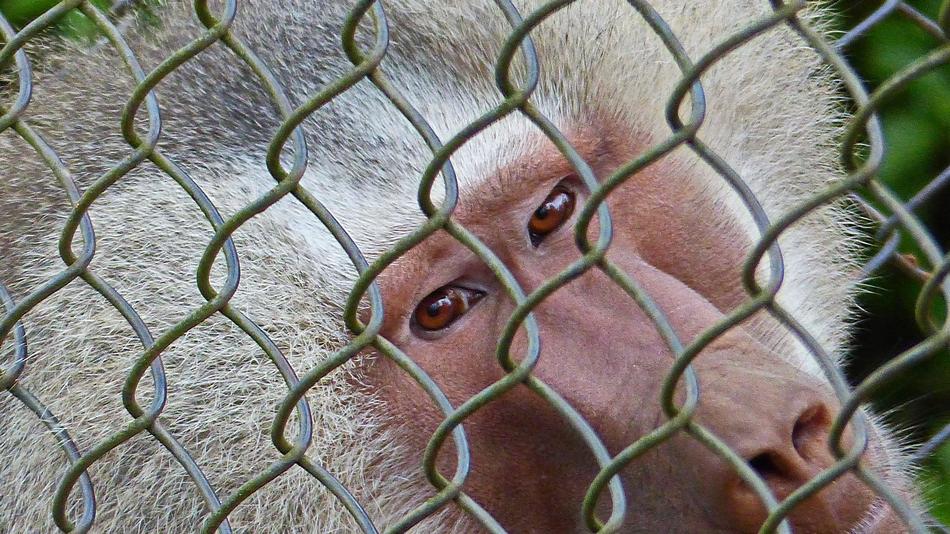 Nature Monkey Wild