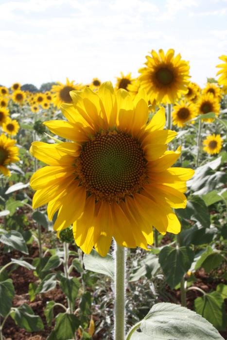 Sunflowers Field Outside