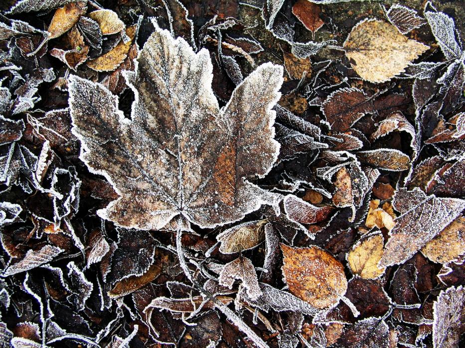 Nature Leaf Fall