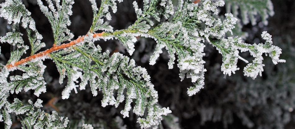 Frost Winter Nature