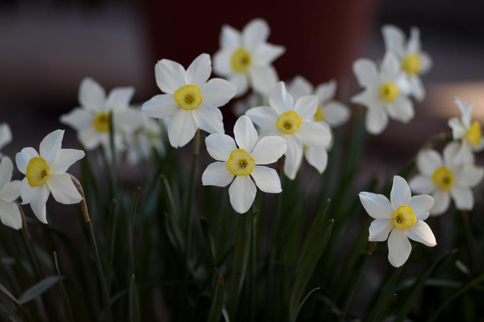 snowdrops on a green macro background