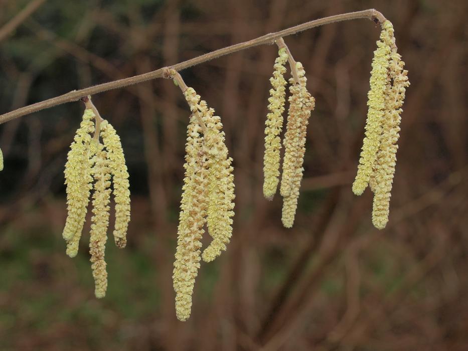 yellow plants on a branch